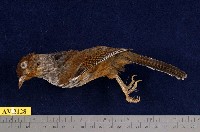 藏品(紋翼畫眉)的圖片